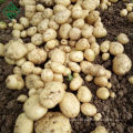 High quality best price New Crop Bangladeshi Fresh Potatoes/ Potato